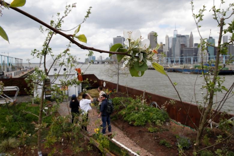 تصاویر | قایقی در نیویورک که به مزرعه‌ای سرسبز تبدیل شد